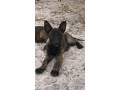 chiots-malinois-small-0