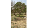 terrain-de-225-metres-carres-a-vendre-a-malicounda-senegal-small-1