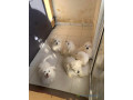 bichons-maltais-small-1