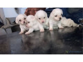 bichons-maltais-small-0