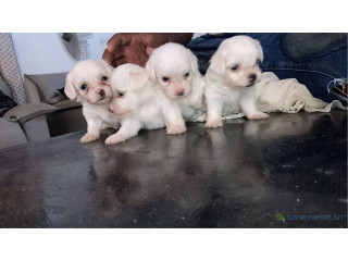 Bichons maltais