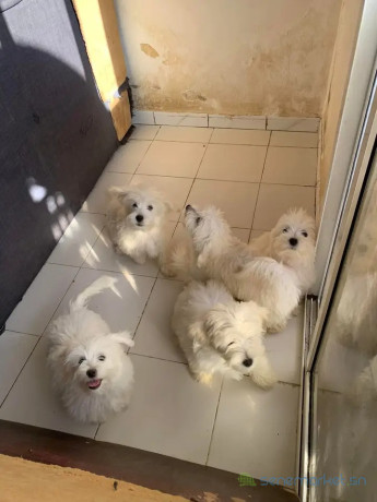 bichons-maltais-big-1