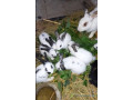 lapin-geant-papillon-francais-croises-rex-tricolore-small-0