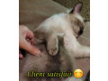 chaton-siamois-a-vendre-small-1