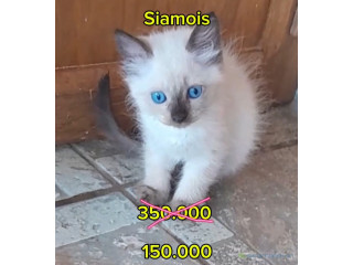 Chaton siamois à vendre