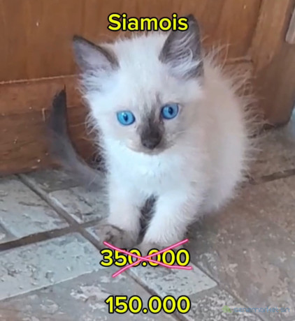 chaton-siamois-a-vendre-big-0