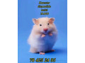 hamster-a-vendre-small-0