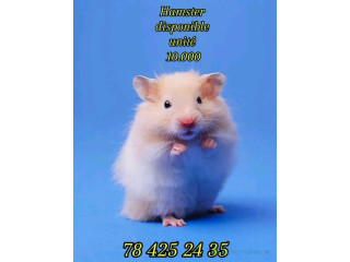 Hamster à vendre