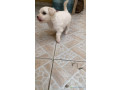 bichon-maltais-femelle-a-vendre-small-1