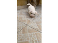 bichon-maltais-femelle-a-vendre-small-0