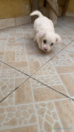 bichon-maltais-femelle-a-vendre-big-0