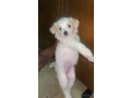 femelle-bichon-a-vendre-small-0