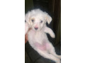 femelle-bichon-a-vendre-small-1