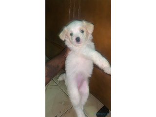 Femelle bichon a vendre