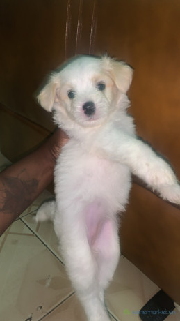 femelle-bichon-a-vendre-big-0