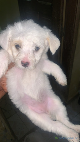 femelle-bichon-a-vendre-big-1