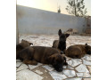 chiots-bergers-malinois-a-vendre-parents-importes-small-0