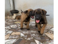 chiots-bergers-malinois-a-vendre-parents-importes-small-3