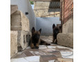 chiots-bergers-malinois-a-vendre-parents-importes-small-1