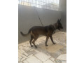 chiots-bergers-malinois-a-vendre-parents-importes-small-2