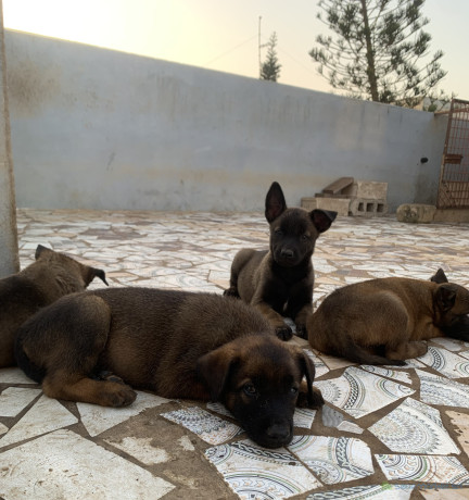 chiots-bergers-malinois-a-vendre-parents-importes-big-0