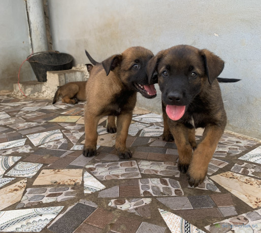 chiots-bergers-malinois-a-vendre-parents-importes-big-3