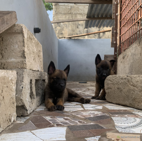 chiots-bergers-malinois-a-vendre-parents-importes-big-1