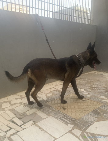 chiots-bergers-malinois-a-vendre-parents-importes-big-2