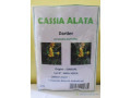 cassia-alata-small-0