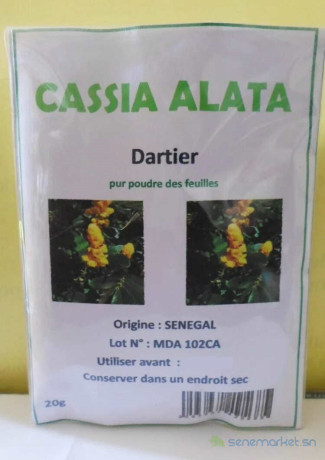 cassia-alata-big-0