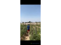 terrain-agricole-de-1-hectare-a-vendre-a-tattaguine-senegal-small-3