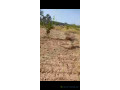 terrain-agricole-de-1-hectare-a-vendre-a-tattaguine-senegal-small-4