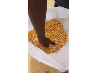 Maïs importé et maïs local en grande quantité