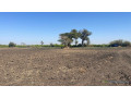 champ-de-2-hectares-et-demi-a-vendre-a-mbodiene-senegal-small-1