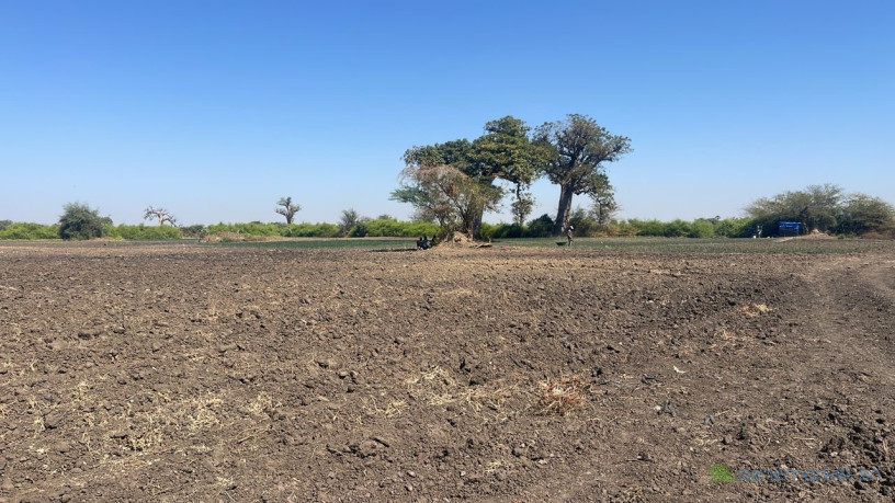 champ-de-2-hectares-et-demi-a-vendre-a-mbodiene-senegal-big-1