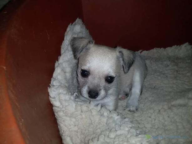 vente-de-bebe-chiot-chihuahua-big-0