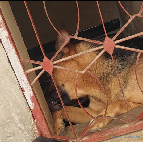 chiots-berger-aallemand-big-0