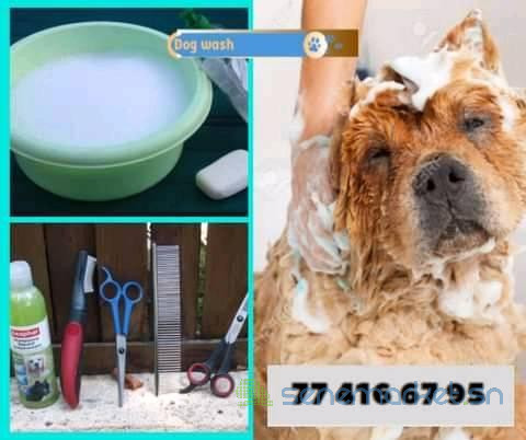 dogwash-toilettage-de-chiens-dakar-221774166795-big-0