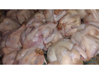 Poulets de chair Thiès vidé et emballé disponible à Thiès