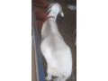 mouton-a-vendre-small-4