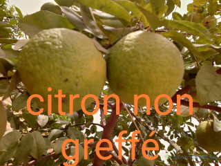 Du citron Bio disponible à la ferme Tamassine de Keur Mbaye Maty
