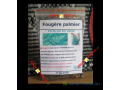 fougere-palmier-small-0
