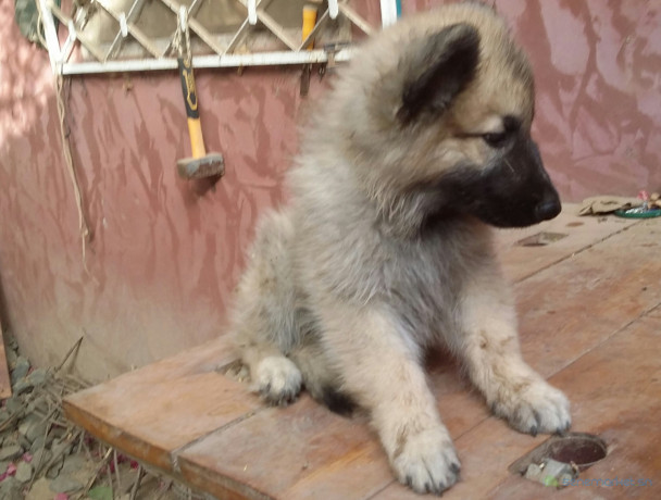 chiots-berger-grande-taille-big-1