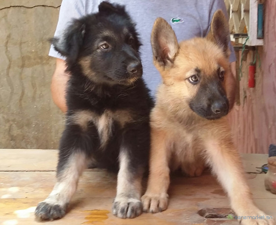 chiots-berger-grande-taille-big-0